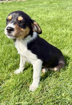 Australian Shepherd and Rat Terrier Dogs Available for Adoption in New Baltimore, Michigan - Molly  | PetCurious