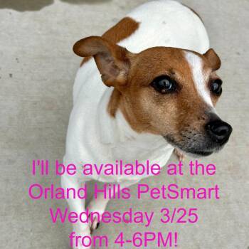 Jack Russell Terrier Dogs Available for Adoption - Hinata | PetCurious