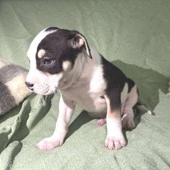 Mixed Breed Dogs Available for Adoption in Fredericksburg, Virginia - Beamer | PetCurious