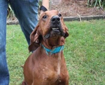 Ol Red -  Redbone Coonhound and Mixed Breed Dog for Adoption in Brunswick, Georgia - Ol Red | PetCurious
