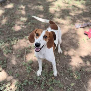 Windchime -  American Foxhound and Mixed Breed Dog for Adoption in Carencro, Louisiana - Windchime | PetCurious