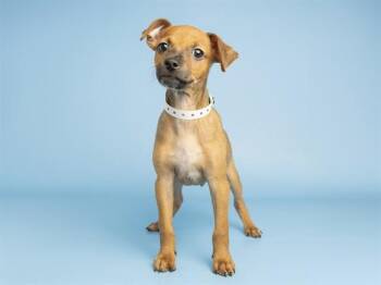 WILL -  Chihuahua Dog for Adoption in Phoenix, Arizona - WILL | PetCurious