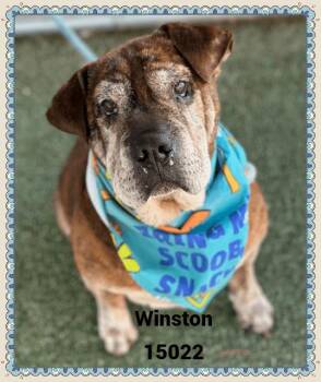 Rescue Shar Pei and English Bulldog Dogs for Adoption in Marietta, Georgia - WINSTON | PetCurious