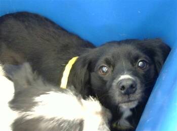 Rescue Mixed Breed Dogs for Adoption in Dallas, Texas - FRED | PetCurious