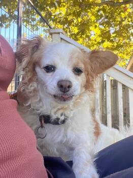 Terrier Dogs Available for Adoption in Los Angeles, California - Boo | PetCurious