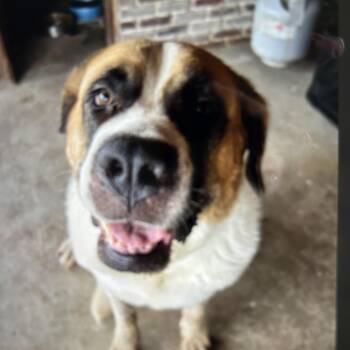 Harlie -  Saint Bernard Dog for Adoption in Magnolia, Texas - Harlie | PetCurious