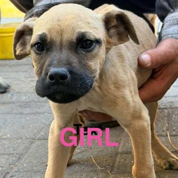 Pammy -  Mastiff and Mixed Breed Dog for Adoption in Tacoma, Washington - Pammy | PetCurious