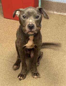 Baritone -  Mixed Breed Dog for Adoption in Chamblee, Georgia - Baritone | PetCurious