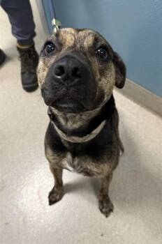 VICTOR -  Mixed Breed Dog for Adoption in Newton, North Carolina - VICTOR | PetCurious