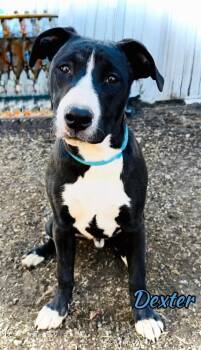 Labrador Retriever Dogs Available for Adoption - Dexter (Prince) | PetCurious