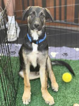 Koda -  German Shepherd Dog Dog for Adoption in Pleasant Hill, California - Koda | PetCurious