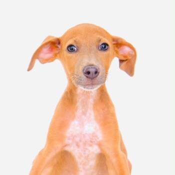 Vons -  Terrier Dog for Adoption in San Diego, California - Vons | PetCurious
