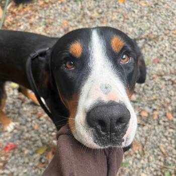 Sheriff -  Greater Swiss Mountain Dog Dog for Adoption in West Chester, Pennsylvania - Sheriff | PetCurious
