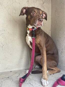 Rescue Pit Bull Terrier Dogs for Adoption in St. Cloud, Florida - DUCKY | PetCurious