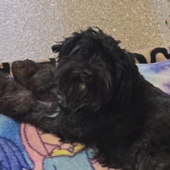 Catalina -  Mixed Breed Dog for Adoption in Sonoma, California - Catalina | PetCurious