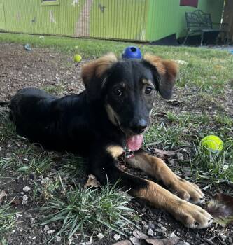 Yosemite -  Border Collie and German Shepherd Dog Dog for Adoption in Lexington, Kentucky - Yosemite | PetCurious