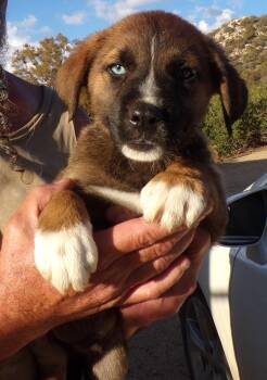 Rescue Australian Shepherd Dogs for Adoption in Corona, California - AUSSIE MIX PUPS E | PetCurious