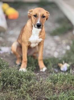 Rescue Coonhound Dogs for Adoption in Brownstown, Indiana - Meg | PetCurious