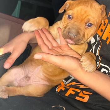 Boxer and Mixed Breed Dogs Available for Adoption - MPAC-Stray-3065_2_3_4 | PetCurious