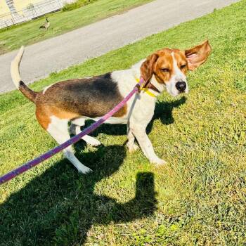 Beagle Dogs Available for Adoption in Evansville, Indiana - Red | PetCurious