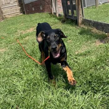 Atlas -  Doberman Pinscher Dog for Adoption in Savannah, Georgia - Atlas | PetCurious