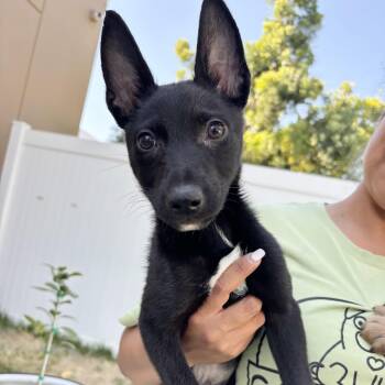 Shadow -  Shepherd Dog for Adoption in Rancho Santa Margarita, California - Shadow | PetCurious