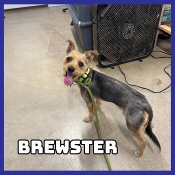 Brewster -  Dachshund and Yorkshire Terrier Dog for Adoption in Glenwood, Minnesota - Brewster | PetCurious