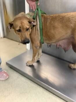 Rescue Retriever and Mixed Breed Dogs for Adoption in Fort Worth, Texas - 58838572 | PetCurious