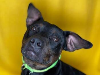 Bagel -  Pit Bull Terrier and Mixed Breed Dog for Adoption in Portland, Oregon - Bagel | PetCurious