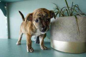 Chihuahua and Parson Russell Terrier Dogs Available for Adoption in San Antonio, Texas - Dior | PetCurious