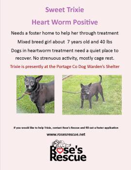 *Trixie - HEARTWORM POSITIVE -  Terrier Dog for Adoption in Rootstown, Ohio - *Trixie - HEARTWORM POSITIVE | PetCurious