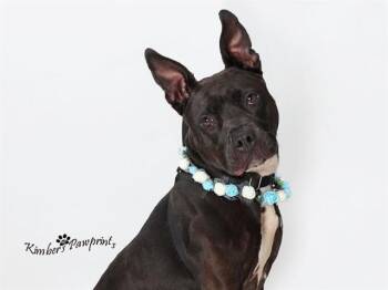 ANGEL -  Boxer and Mixed Breed Dog for Adoption in Omaha, Nebraska - ANGEL | PetCurious