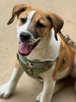 Rescue Australian Shepherd and Great Pyrenees Dogs for Adoption in Visalia, California - Stephen | PetCurious