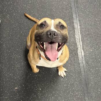 Jasper -  Mixed Breed Dog for Adoption in Youngstown, Ohio - Jasper | PetCurious