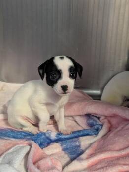 Clyde -  Chihuahua and Mixed Breed Dog for Adoption in Brownwood, Texas - Clyde | PetCurious