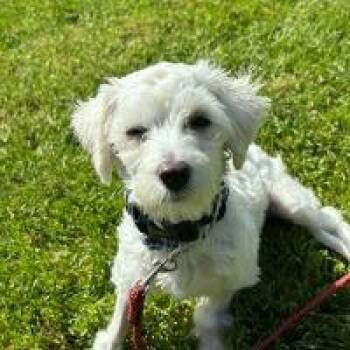 Maltese Dogs Available for Adoption in Monticello, New York - Chuck Aka Charlie | PetCurious