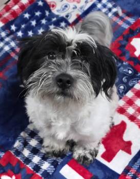Teddy -  Shih Tzu Dog for Adoption in Momence, Illinois - Teddy | PetCurious