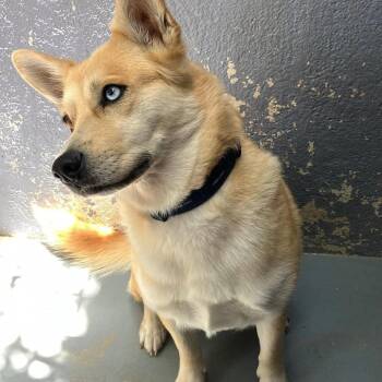 Mixed Breed Dogs Available for Adoption - SUMMER | PetCurious