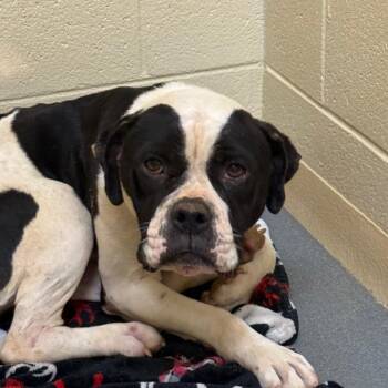 Rhymes -  Boxer Dog for Adoption in Winston-salem, North Carolina - Rhymes | PetCurious