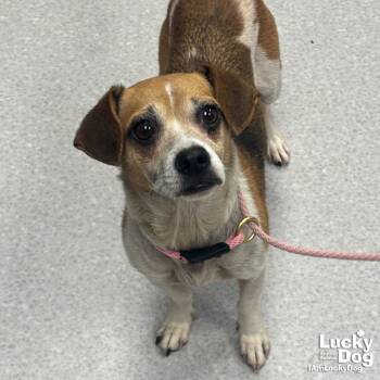 Rescue Beagle and Jack Russell Terrier Dogs for Adoption in Washington, District Of Columbia - Molly | PetCurious