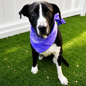Irvington -  Labrador Retriever and American Staffordshire Terrier Dog for Adoption in Houston, Texas - Irvington | PetCurious