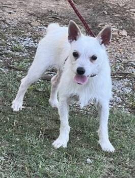 Terrier and Mixed Breed Dogs Available for Adoption in Kansas City, Missouri - Julio | PetCurious