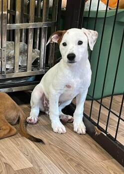 Dahlia -  Mixed Breed Dog for Adoption in Berwick, Maine - Dahlia | PetCurious
