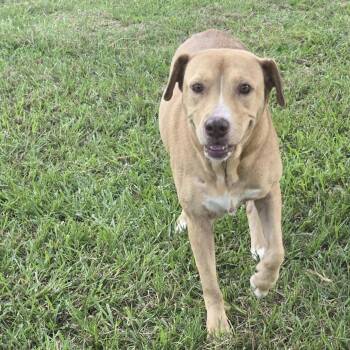 Butter -  Labrador Retriever Dog for Adoption in Houston, Texas - Butter | PetCurious