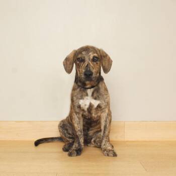 Pablo D71096 -  Mountain Cur and Plott Hound Dog for Adoption in Minnetonka, Minnesota - Pablo D71096 | PetCurious