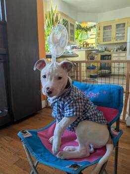 Dozer -  Terrier Dog for Adoption - Dozer | PetCurious