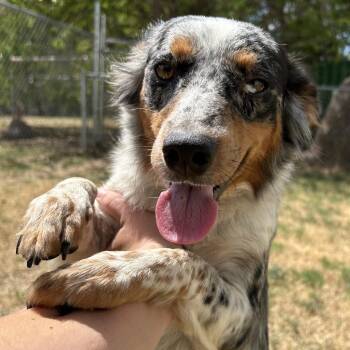 Becky -  Mixed Breed Dog for Adoption in Pauls Valley, Oklahoma - Becky | PetCurious