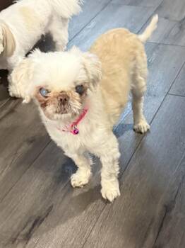 Rescue Shih Tzu Dogs for Adoption in Bowie, Maryland - Katie | PetCurious