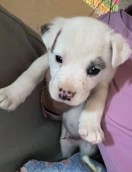 Willie -  American Staffordshire Terrier and Shepherd Dog for Adoption in Bonita, California - Willie | PetCurious