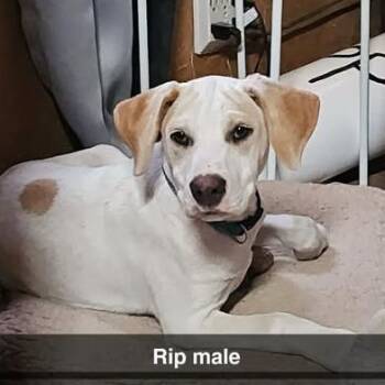 Rip -  Beagle and Labrador Retriever Dog for Adoption in Overland Park, Kansas - Rip | PetCurious